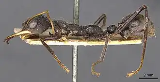 Description de l'image Myrmecia rowlandi 102013 casent0907094 p 1 high.jpg.