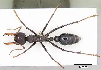 Description de l'image Myrmecia tarsata casent0103242 dorsal 1.jpg.