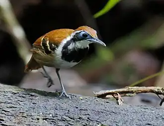 Description de cette image, également commentée ci-après