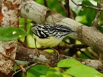 Description de cette image, également commentée ci-après