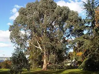 Description de l'image Myrtales - Eucalyptus dalrympleana 10.jpg.