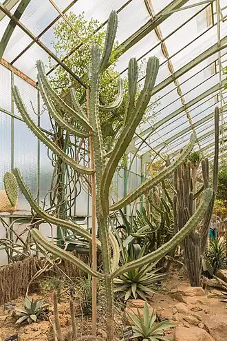 Description de l'image Myrtillocactus geometrizans (Chandelle bleue) - 96.jpg.