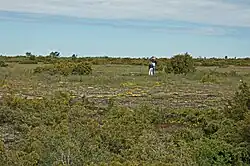 Paysage plat avec une alternance de landes fleuries plus ou moins dénudées et de buissons.