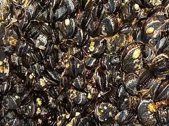 Mytilus californianus