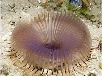 Myxicola infundibulum