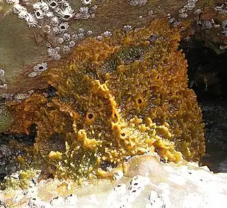 Description de cette image, également commentée ci-après