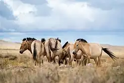 Groupe de chevaux de couleur jaune sable dans un paysage de steppes.