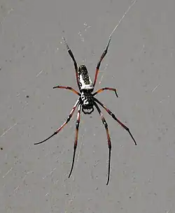 Nephila inaurata madagascariensis.