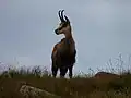 Chamois