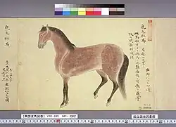 Dessin d'un cheval persan importé à Nagasaki, tiré d'une reproduction du Ikokusanba zukan réalisé sous Tokugawa Yoshimune.