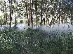 Fog Sculpture #94925: Foggy Wake in a Desert: An Ecosphere, jardin de sculptures de la Galerie nationale d'Australie, Canberra.