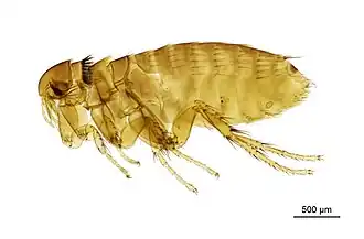 Description de l'image NHMUK010177296 A squirrel flea - Ceratophyllus Monopsyllus sciurorum (Schrank, 1803).jpg.