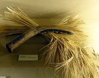 Image illustrative de l’article Magzalia