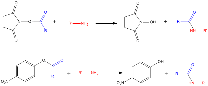 Hydroxysubstitutions d'un ester de N-hydroxysuccinimide et d'un ester de para-nitrophényl avec une acide aminé