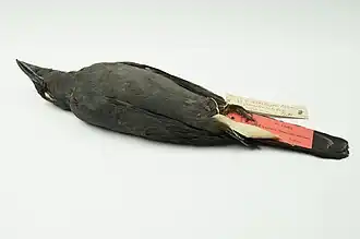 Description de l'image NML-VZ T16743 Graucalus (Artamides) welchmani.jpg.