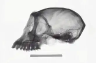 Description de l'image NMNH-usnm 121690 Simias concolor xray lateral.jpg.