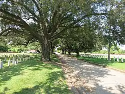 Les vieux arbres le long de la route du cimetière militaire