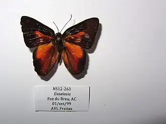 Description de l'image NS0263 Euselasia opalescens (16201648759).jpg.