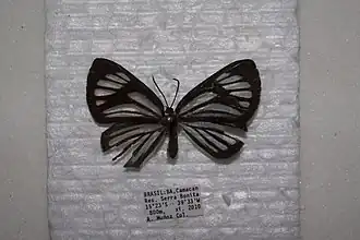 Description de l'image NS0502 Pheles heliconides (15110888444).jpg.