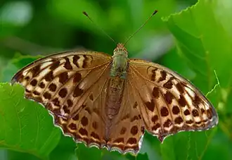 Argynnis paphia