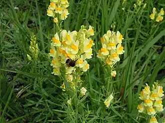 Fleurs de Linaire commune.