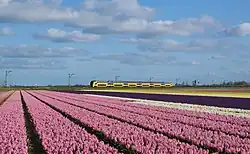 Des milliers de fleurs bien rangés poussent sous une ligne de chemin de fer.