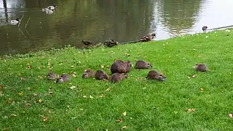 En famille sur la pelouse d'un parc, avec des canards colverts, en Allemagne.