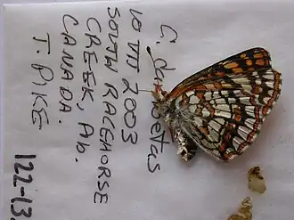 Description de l'image NW122-13 Chlosyne damoetas (3429450387).jpg.