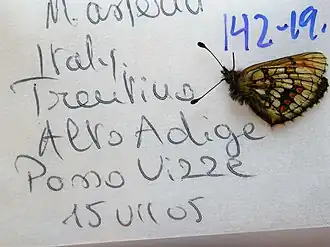 Description de l'image NW142-19 Melitaea asteria (3430846249).jpg.