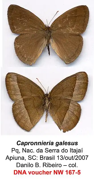 Description de l'image NW167-5 Capronnieria galesus (3431825096).jpg.