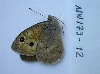 Description de l'image NW173-12 Pseudochazara atlantis (3431935940).jpg.