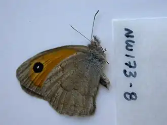 Description de l'image NW173-8 Hyponephele maroccana (3431119897).jpg.