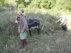 Âne utilisé dans les travaux agricoles