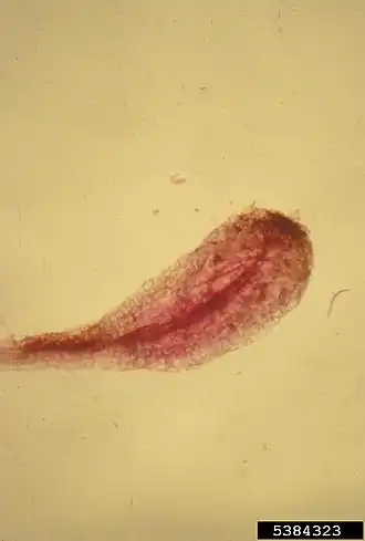 Description de l'image Nacobbus aberrans.jpg.