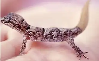 Description de l'image Nactus_serpensinsulae_IleRonde_860513.jpg.