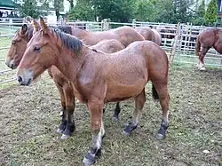 plusieurs poulains de couleur marron parqués dans un enclos
