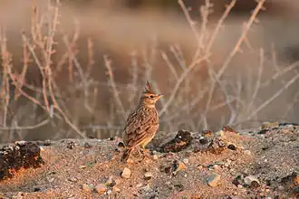 Galerida cristata à Nahariya (Israël).