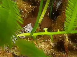 Développement d'une fronde sur le stolon