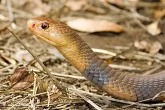 Description de l'image Naja Katiensis.jpg.