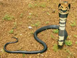 Cobra des forêts(Naja melanoleuca)