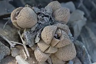 Description de l'image Namibia cinerea-0871 - Flickr - Ragnhild & Neil Crawford.jpg.