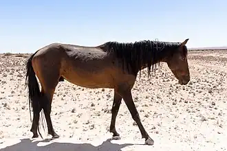 Cheval du Namib bai.