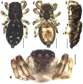Description de l'image Nandicius vallisflorum (10.3897-zookeys.783.25225) Figures 1–4.jpg.