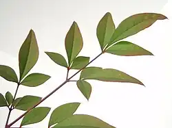 Feuillage classique.