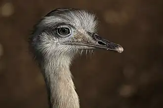 Détail de la tête, profil.