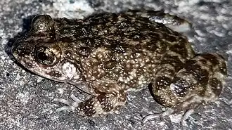 Description de l'image Nannophrys naeyakai.jpg.