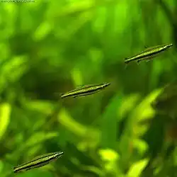 Nannostomus trifasciatus