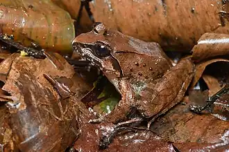 Description de l'image Nanorana aenea, Doi Chang spiny frog - Doi Phu Kha National Park (48557681287).jpg.