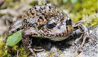 Description de l'image Nanorana pleskei, Haa, Bhutan.jpg.