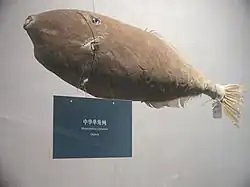 Monacanthus chinensis au musée de Nantong.